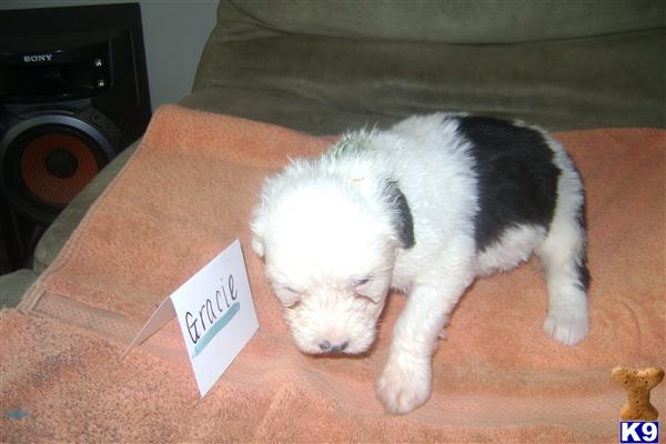 Old English Sheepdog